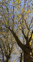 beautiful new maple foliage in sunny weather photo