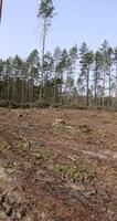 pine forest during logging and harvesting photo