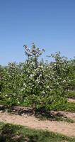 apple trees blooming with white flowers in spring photo