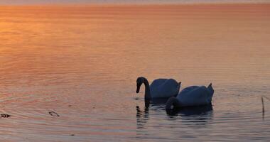 sunset on the lake with the reflection of the sky and swans in the water photo
