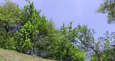 different types of trees in the park in the summer against the blue sky photo