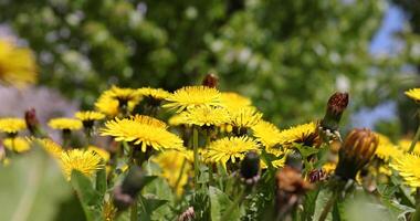 Beautiful wild yellow dandelions in the green grass in spring photo