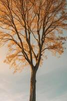A tree stands alone in the middle of a field photo