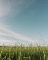 A grassy field with a blue sky in the background photo