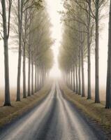 A road lined with trees and fog photo