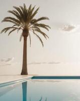 A palm tree is sitting next to a pool photo