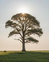 A lone tree in a field with the sun shining through photo