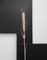 A single wheat plant is in front of a black and white wall photo