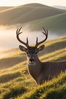 A deer with antlers is standing in a field photo