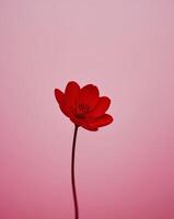 A single red flower is in front of a pink background photo