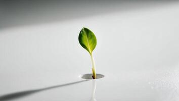 A small plant growing out of a hole in a white surface photo