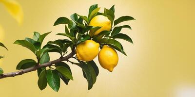 Lemon tree with ripe lemons on yellow background photo