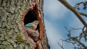 A blue bird sits in the nest of a tree photo