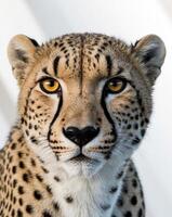A tight shot of a cheetah's expressive face An unclear depiction of a cheetah's visage. photo