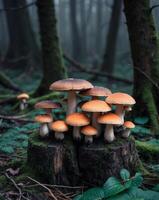 A cluster of mushrooms atop tree stumps on a dark forest floor. photo