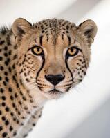 A tight shot of a cheetah's expressive face An unclear depiction of a cheetah's visage. photo