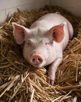 Pig Relaxing in Fresh Straw Under Soft Lighting. photo