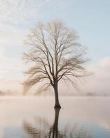 Serene Tree Reflection in Calm Lake at Sunrise. photo