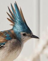 A tight shot of a bird's back displaying intermingled blue and brown feathers. photo