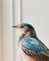 A tight shot of a bird's back displaying intermingled blue and brown feathers. photo