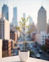 A small plant in a white pot on a balcony overlooking a city photo