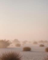 A desert with bushes and trees in the fog photo
