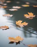 Autumn leaves floating on water photo