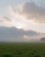 A field with grass and trees in the fog photo
