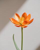 An orange flower is shown in front of a white wall photo