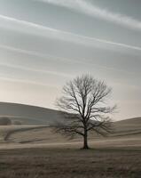 A lone tree stands in a field with a sky in the background photo