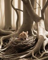 A mouse sits in a nest under a tree photo