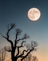 A full moon is seen over a tree in the evening photo