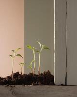 A small plant growing out of the dirt photo