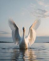 A swan is standing on the water with its wings spread photo