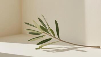Olive branch on white surface photo