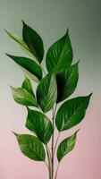 A plant with green leaves on a pink and green background photo