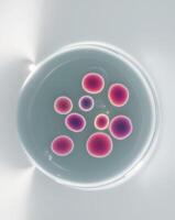 A group of pink and purple blood cells in a white bowl photo