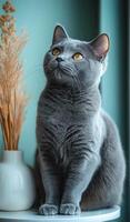 A grey cat is sitting on a white table next to a vase. The cat is looking at the camera with a curious expression. The vase is filled with yellow flowers, adding a pop of color to the scene photo