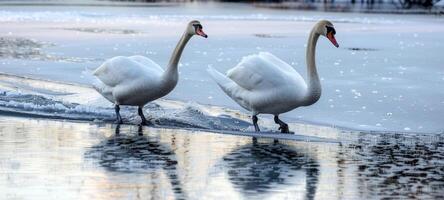 A pair of swans gracefully gliding across the frozen lake their elegant movements leaving a trail on the ice photo