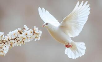 A white dove is flying over a branch with white flowers. Concept of peace and freedom, as the bird soars through the air with grace and ease. The white flowers add a touch of beauty photo