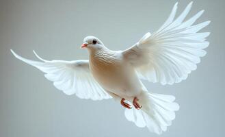 A white dove is flying in the air. The bird has a red beak and is surrounded by a white background. Concept of freedom and peace, as the dove is a symbol of hope and purity photo
