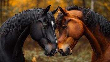 Two horses are standing next to each other, one black and one brown. Scene is peaceful and calm, as the horses seem to be enjoying each other's company. photo