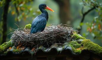 A black bird is sitting on a nest. The nest is made of twigs and leaves. The bird is looking up at something. photo