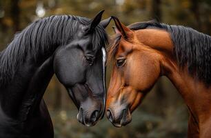 Two horses are standing close to each other, their heads touching. One horse is black and the other is brown. The scene is serene and tranquil. photo