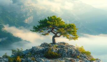 A small tree is growing on a rocky mountain top. The tree is surrounded by fog and the sky is cloudy. The scene is peaceful and serene, with the tree standing tall. photo