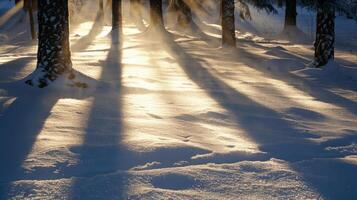 Soft rays of sunlight filtering through tall pine trees casting shadows on the ice bath being used by an adventurous soul photo