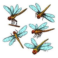 dragonfly set sketch hand drawn vector