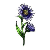petals aster sketch hand drawn vector