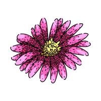 flower aster sketch hand drawn vector