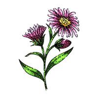 bloom aster sketch hand drawn vector